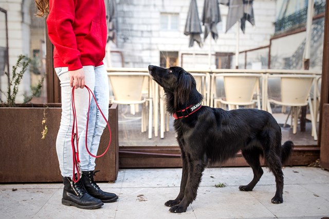 Julius K9 SuperGrip Halsbånd Rød