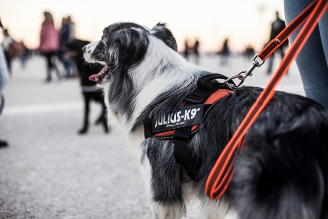 K9 Super-Grip Kobbel Oransje/Grå 20 mm