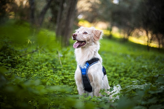 K9 IDC Longwalk Blå/Grå