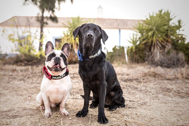 Julius K9 SuperGrip Halsbånd Blå