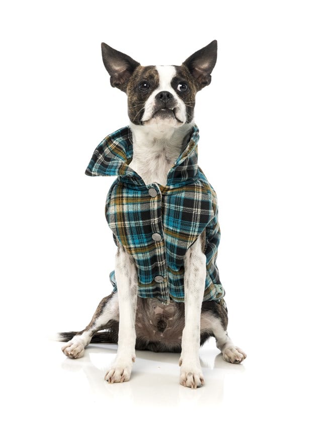 Blue Checked Shacket - Hundedekken