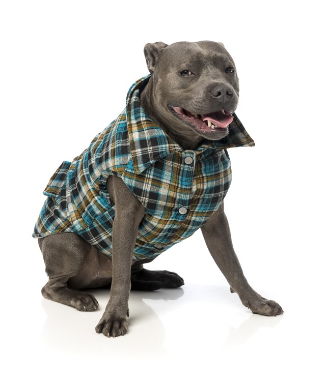 Blue Checked Shacket - Hundedekken
