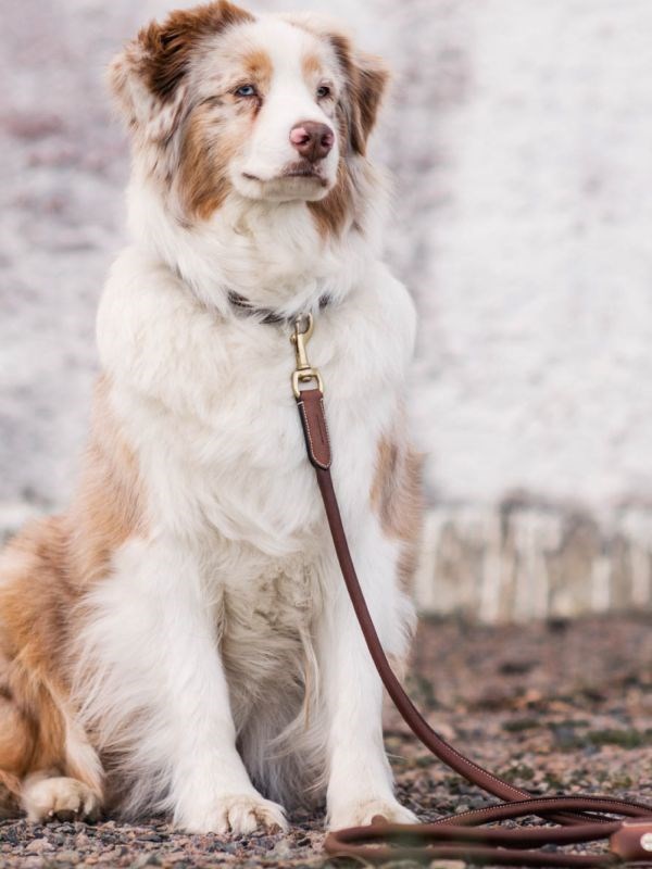 Jacson Alba Leather Leash - Brun