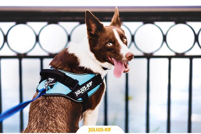 K9 IDC Hundesele Aquamarine