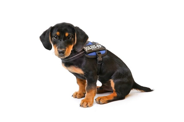 K9 IDC Hundesele Blå