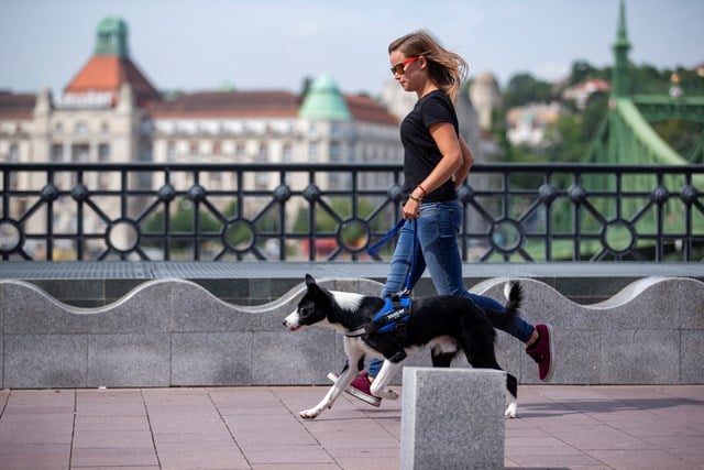 K9 IDC Hundesele Blå