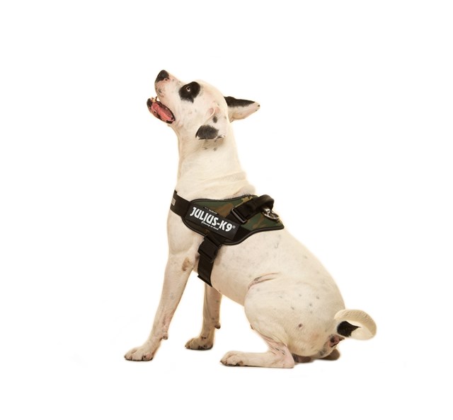 K9 IDC Hundesele Camo
