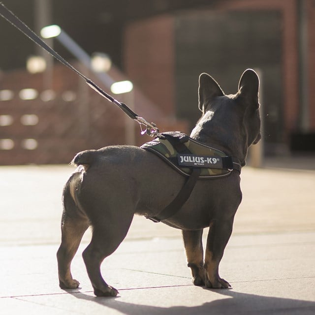 K9 IDC Hundesele Camo