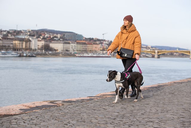 K9 IDC Hundesele Cerise