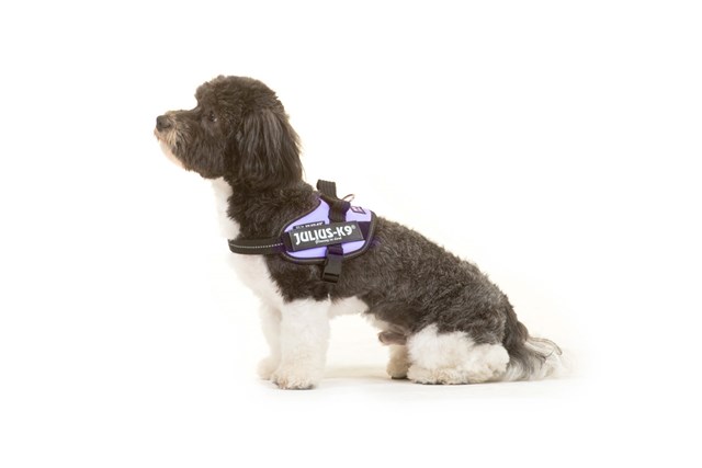 K9 IDC Hundesele Lila