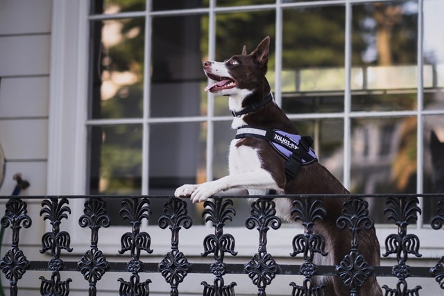 K9 IDC Hundesele Lila