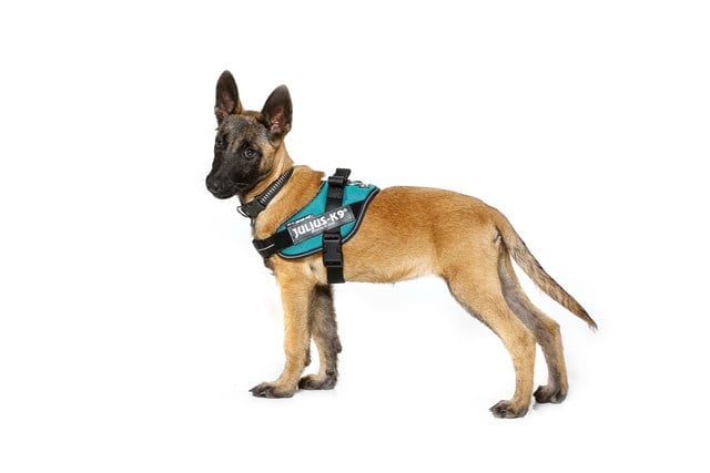 K9 IDC Hundesele Petrol