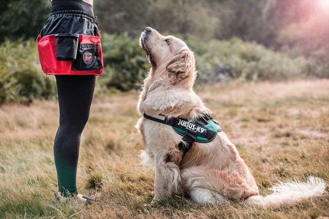 K9 IDC Hundesele Petrol