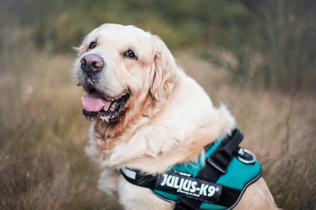 K9 IDC Hundesele Petrol