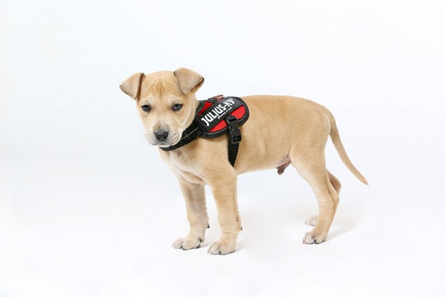 K9 IDC Hundesele Rød