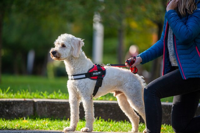 K9 IDC Hundesele Rød