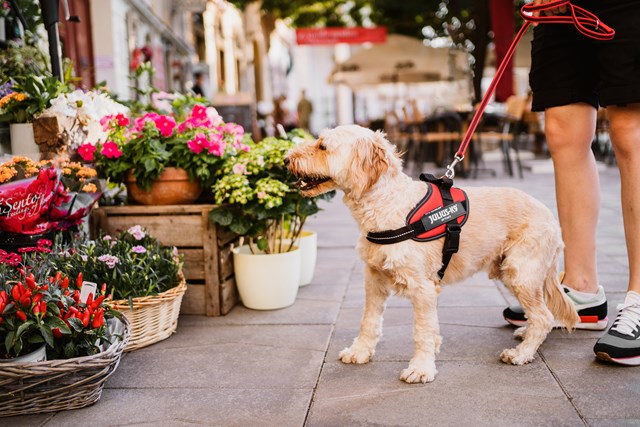 K9 IDC Hundesele Rød