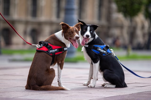 K9 IDC Hundesele Rød