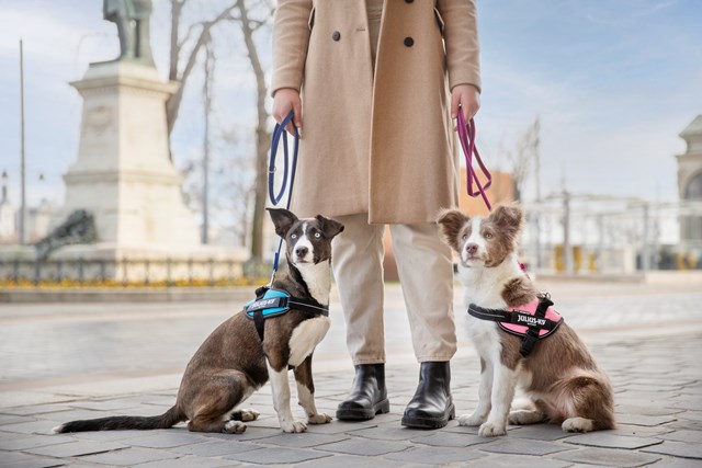 K9 IDC Hundesele Rosa