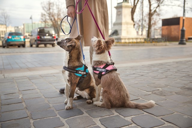 K9 IDC Hundesele Rosa