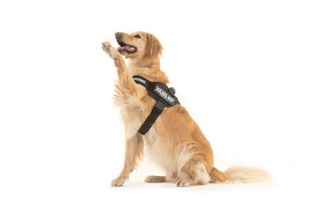 K9 IDC Hundesele Svart