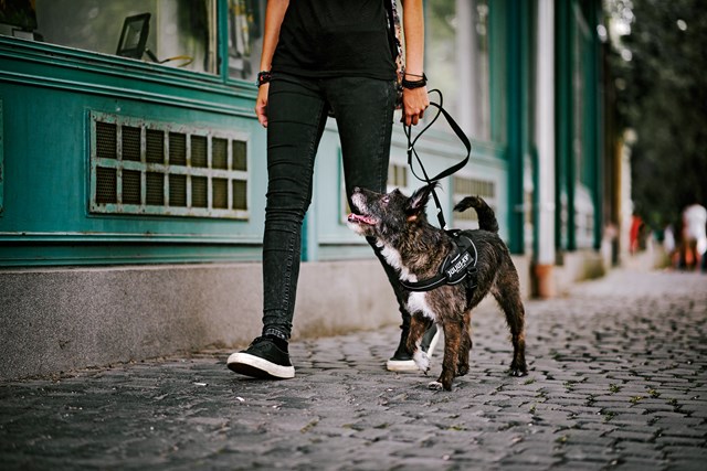 K9 IDC Hundesele Svart