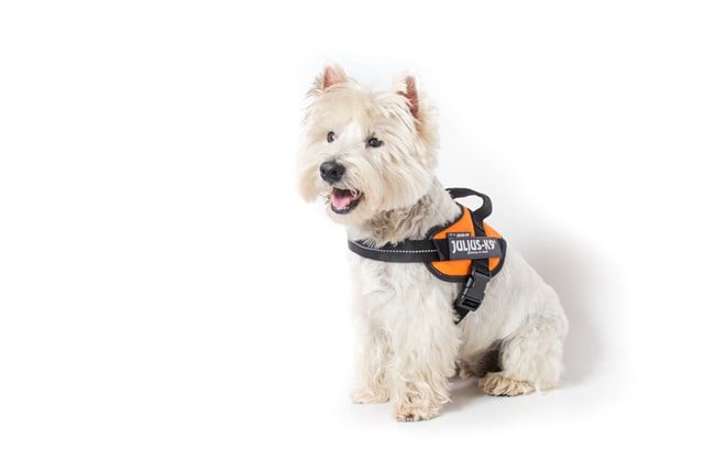 K9 IDC Hundesele UV Orange