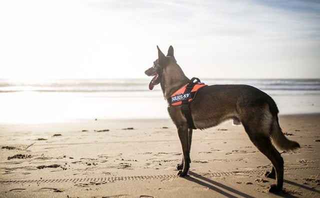 K9 IDC Hundesele UV Orange