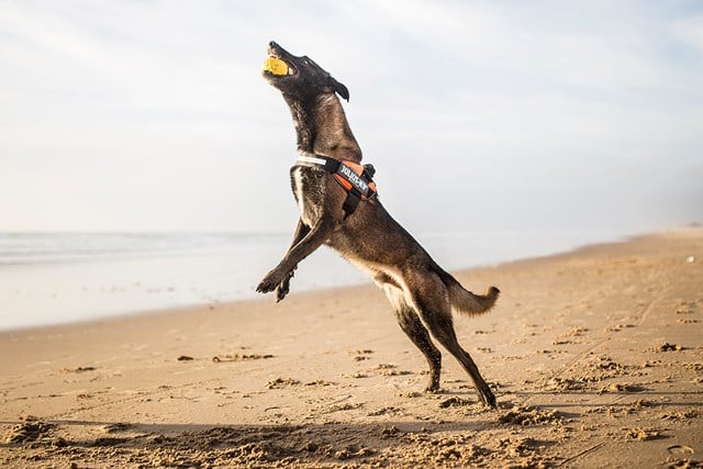 K9 IDC Hundesele UV Orange