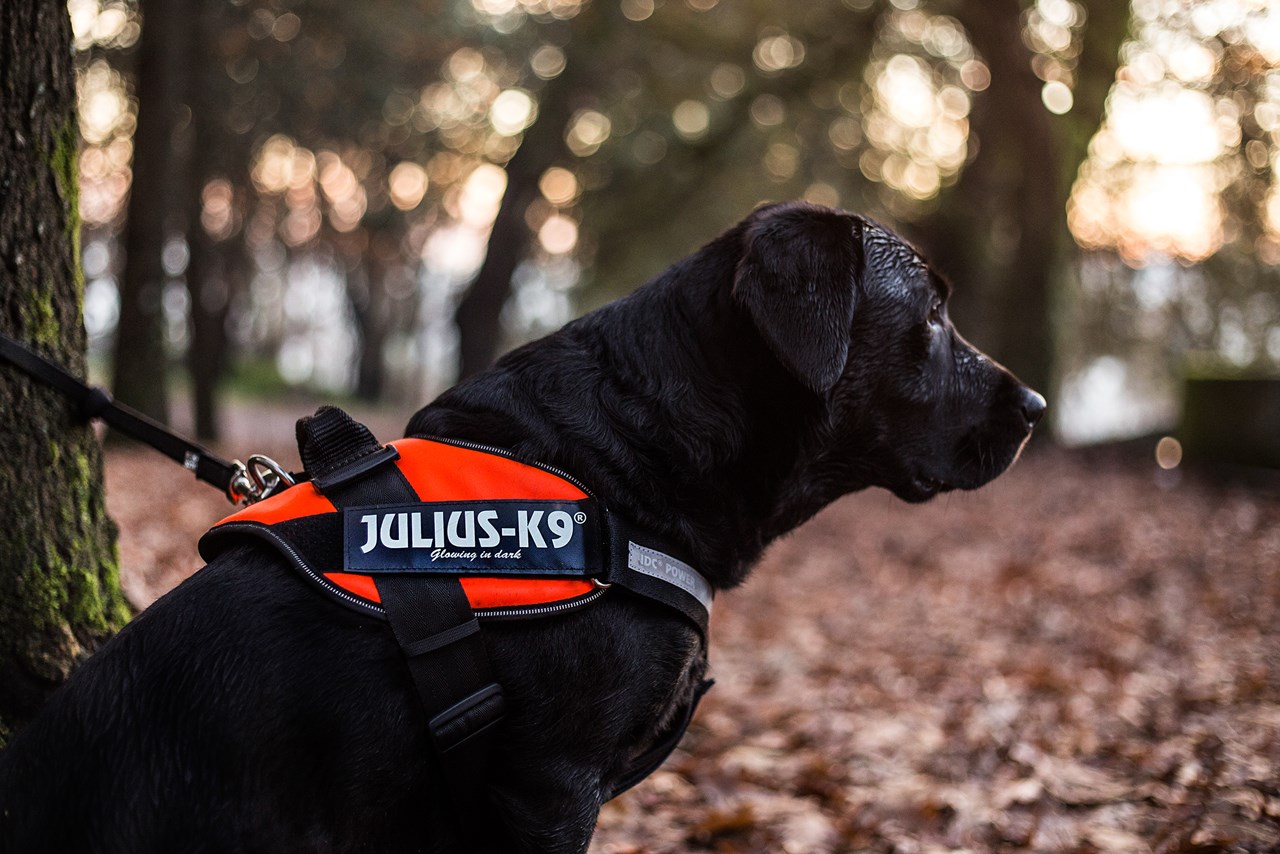 K9 IDC Hundesele UV Orange - Rask levering & 14 dagers åpent kjøp