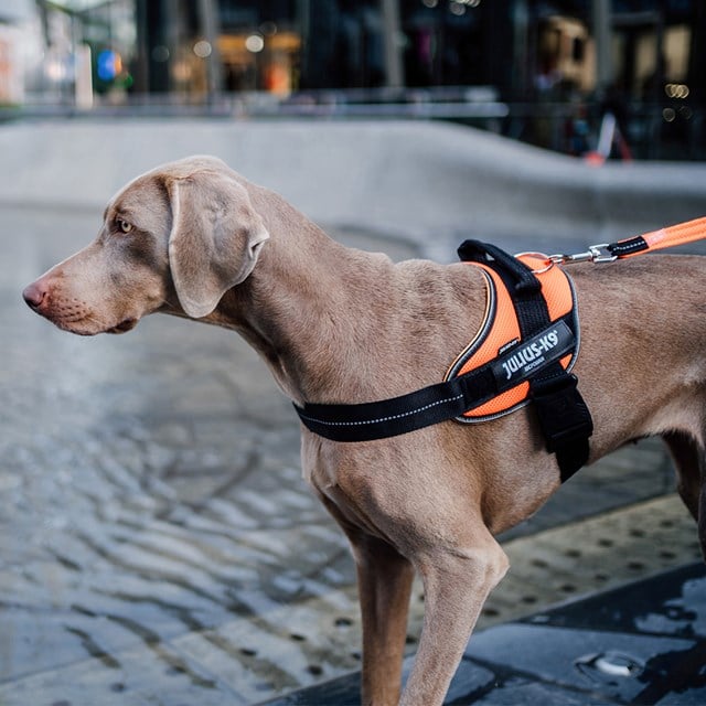 K9 Powair Sele Oransje