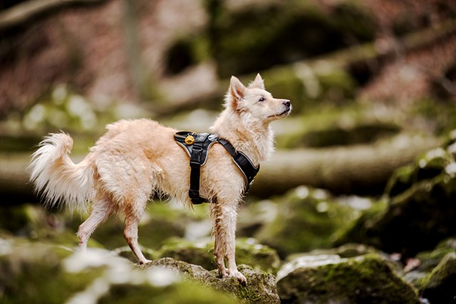 K9 IDC Longwalk Svart/Grå