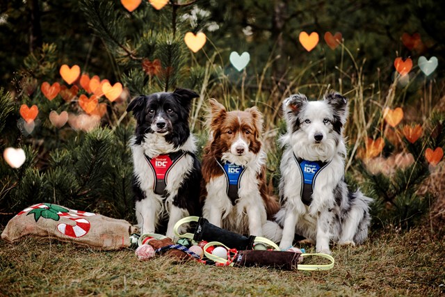 K9 IDC Longwalk Blå/Grå