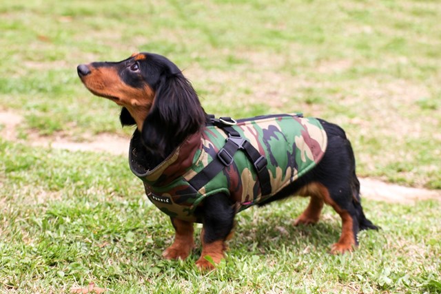 Mountaineer II Camo - Fôret Hundedekken med Integrert Sele