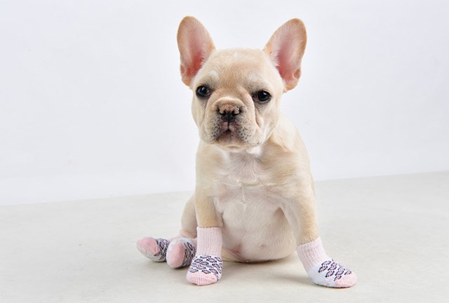 Leone Indian Pink - Hundesokker