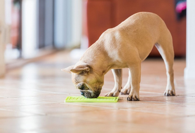 Lickimat Buddy Grön ink Trixie lammpaté Kit