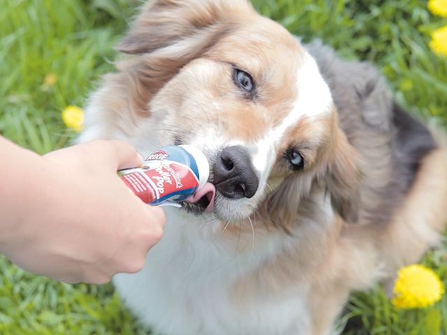Lickimat Buddy Grön ink Trixie lammpaté Kit