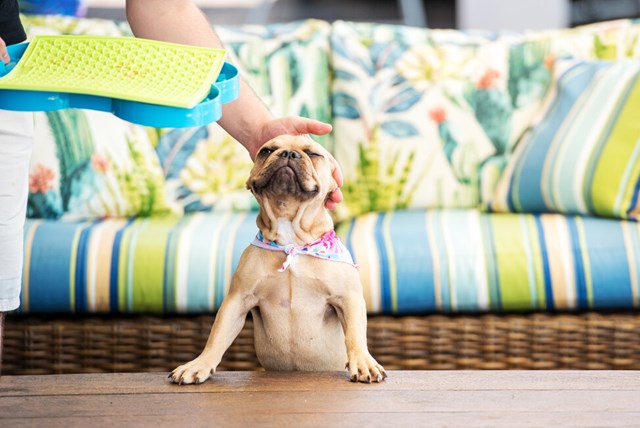 Lickimat Buddy Hundeskål/Slikkematte Oransje 30,5x25,5 cm