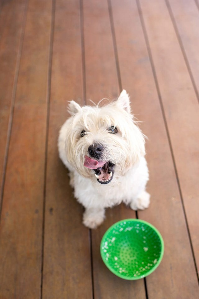 LickiMat Wobble Hundeskål 16.5 cm