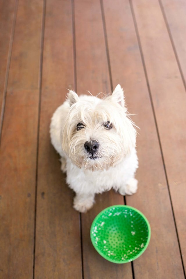 LickiMat Wobble Hundeskål 16.5 cm