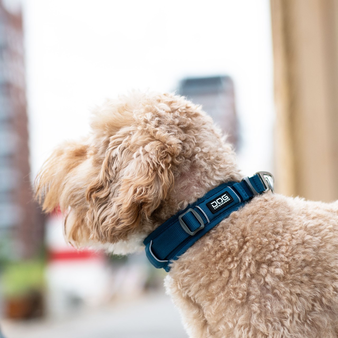 Urban Explorer 3.0 Collar Black - Rask levering & 14 dagers åpent kjøp