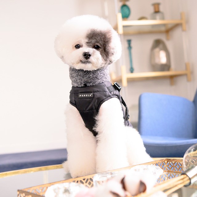 DONAVAN BLACK - DOG JACKET