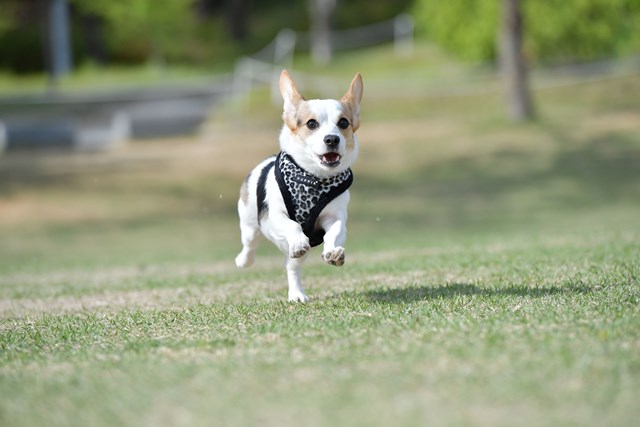 Leonard Black - Fôret Hundesele