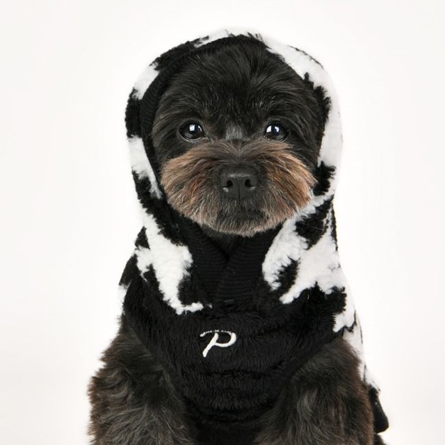 Serval - Svart Hundegenser