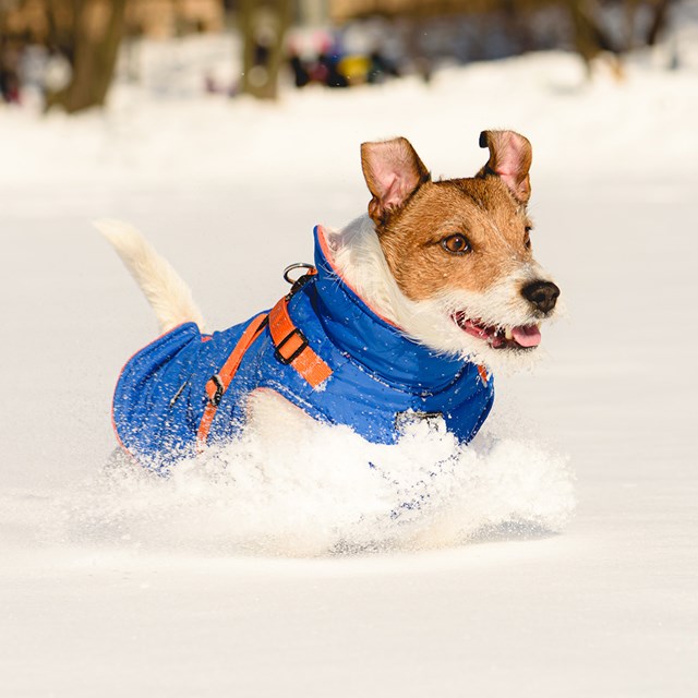 Mountaineer II Blue - Fôret Hundedekken med Integrert Sele