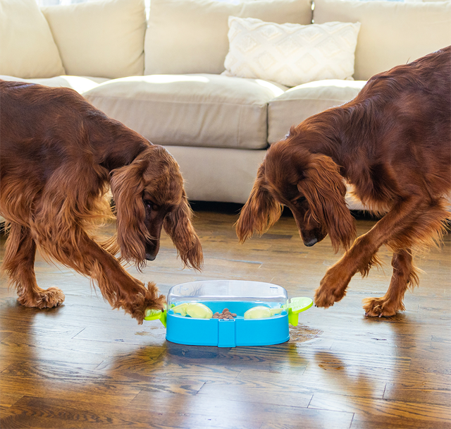 Nina Ottosson Paw N Play Aktiveringsleke