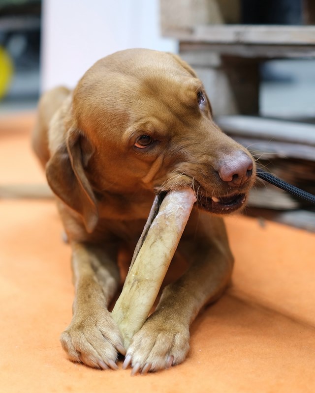 Njord Pet Svenskt Tyggebein - Okserull