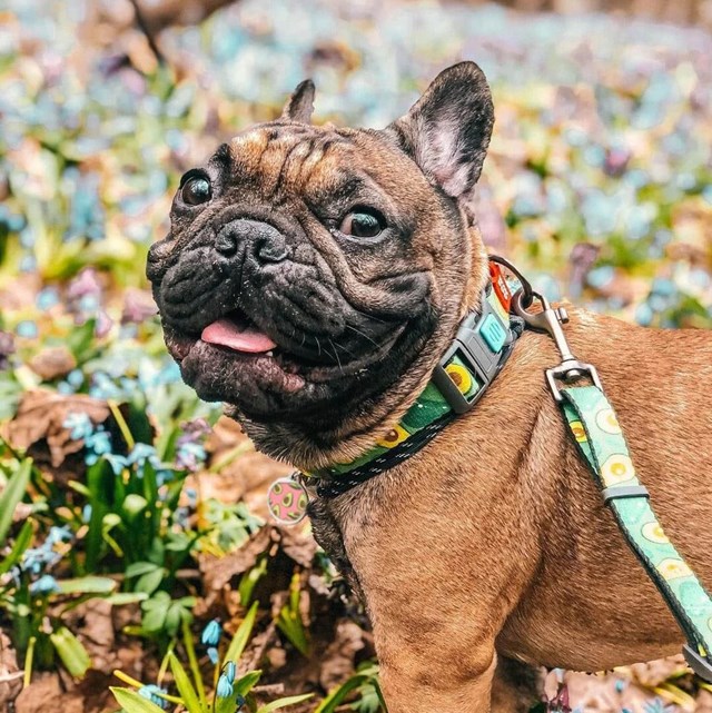 WAUDOG Avokado - Justerbart Hundekobbel