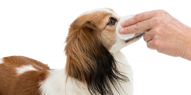 Pads med Aloe Vera for Øynene - 100 stk
