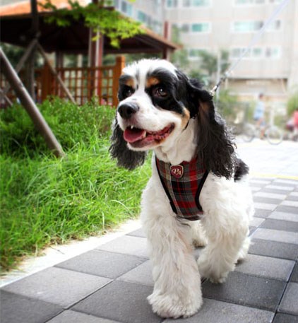 Checky Comfy Red - Sele og Kobbel